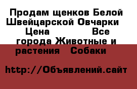 Продам щенков Белой Швейцарской Овчарки  › Цена ­ 20 000 - Все города Животные и растения » Собаки   